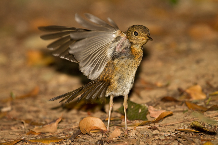 European Robin