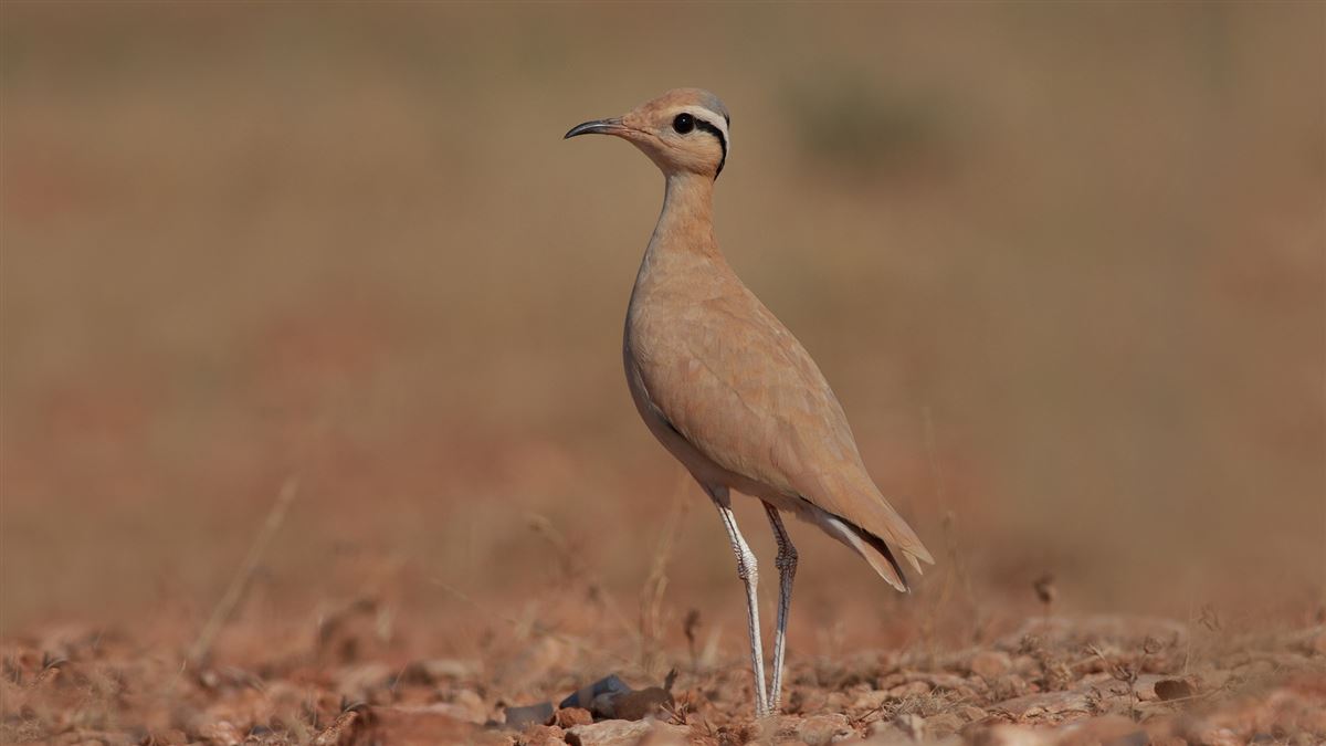 Cream-colored Courser