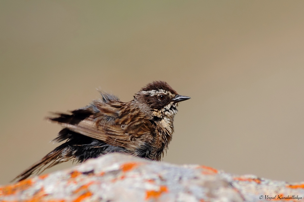 Radde`s Accentor