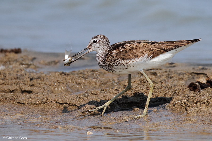 Common Greenshank