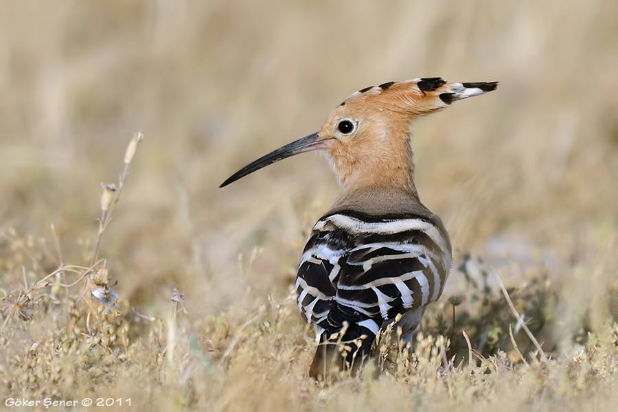 Common Hoopoe