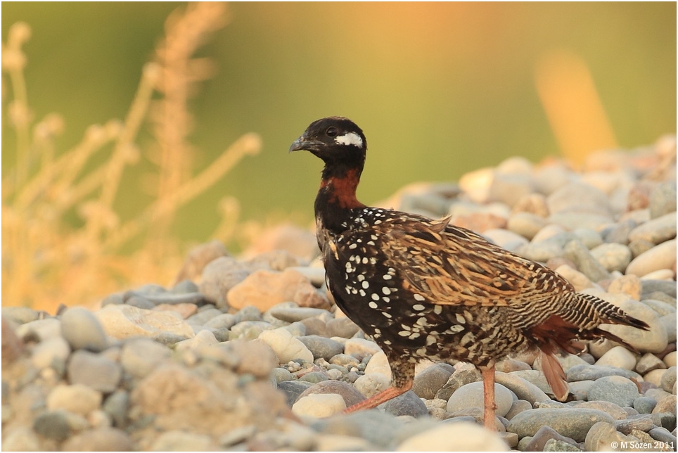 Black Francolin