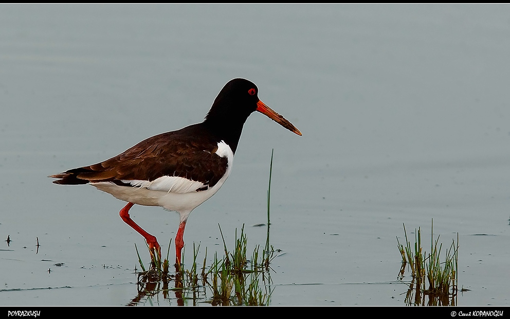 Eurasian Oystercatcher