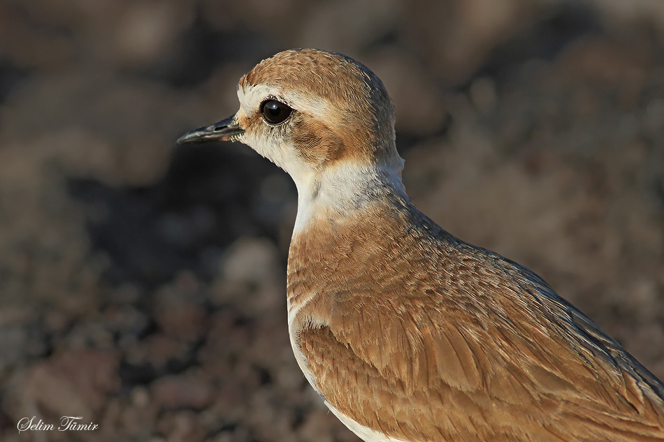 Kentish Plover