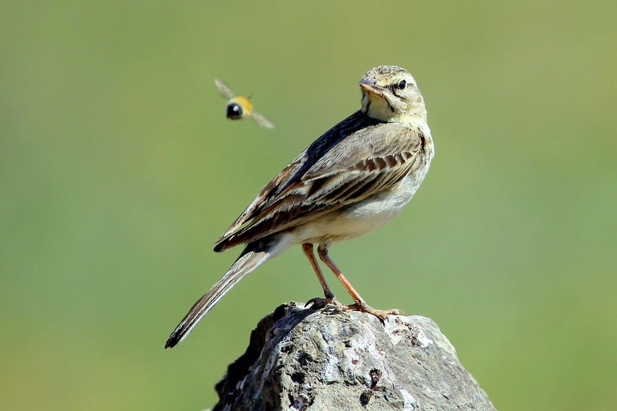 Tawny Pipit