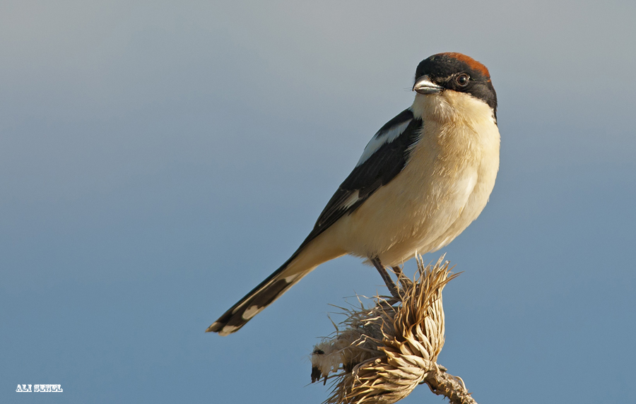 Woodchat Shrike