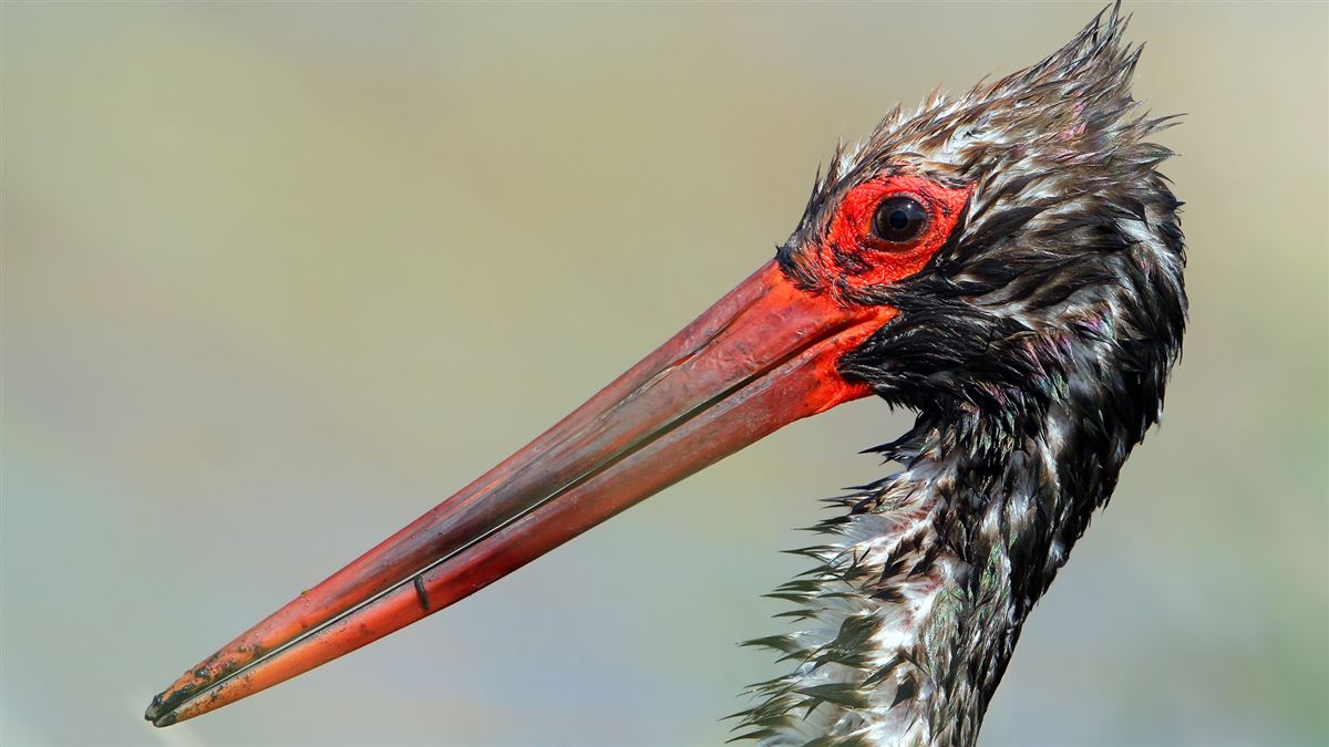 Black Stork
