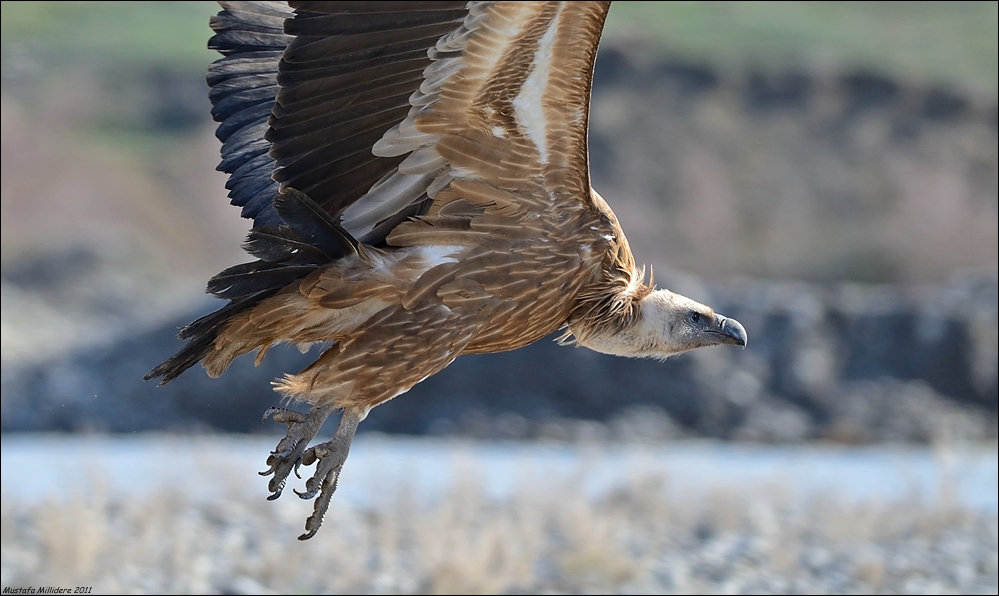 Griffon Vulture
