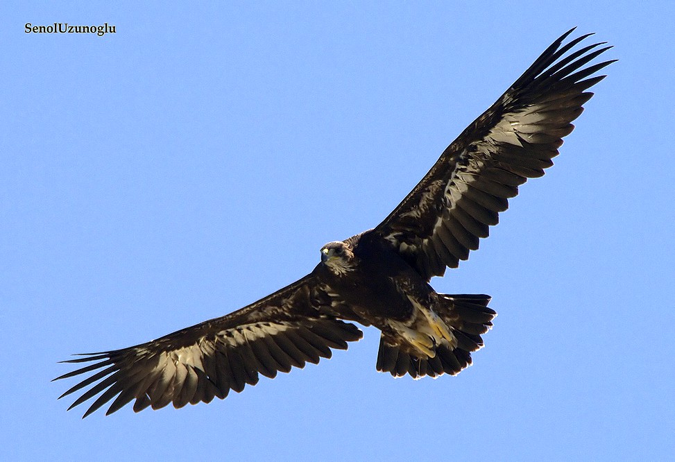 Golden Eagle