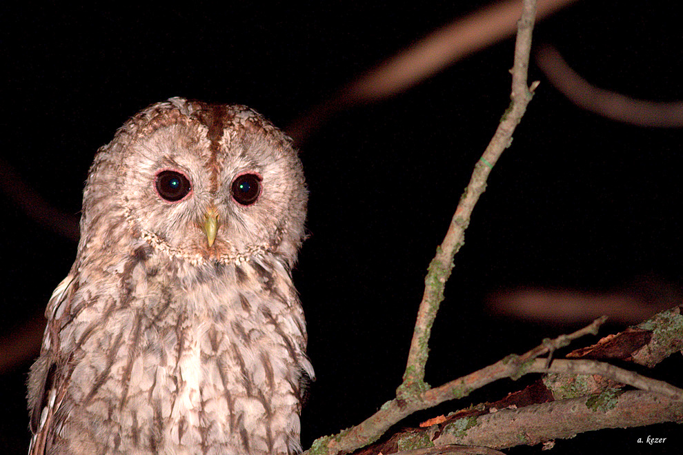 Tawny Owl