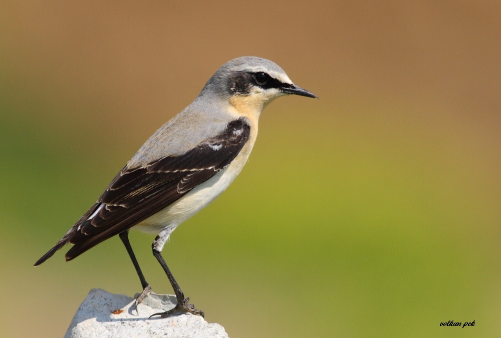 Northern Wheatear