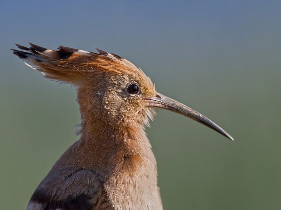 Common Hoopoe
