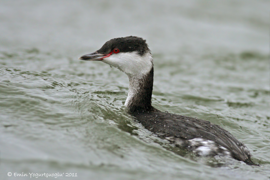 Horned Grebe