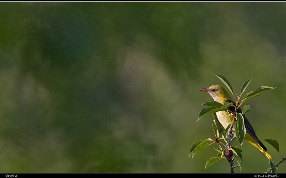 Eurasian Golden Oriole