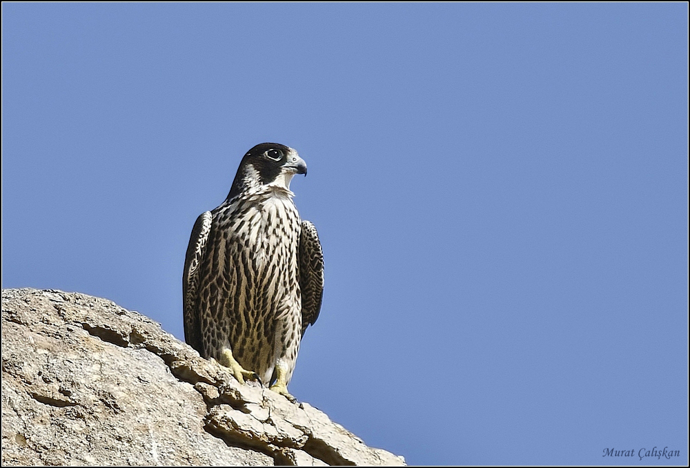 Peregrine Falcon