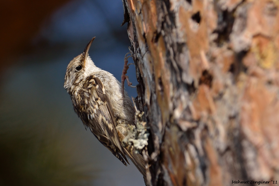 Short-toed Treecreeper