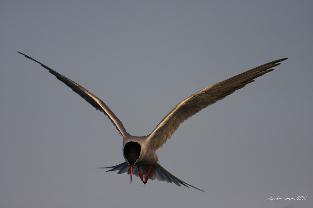 Common Tern