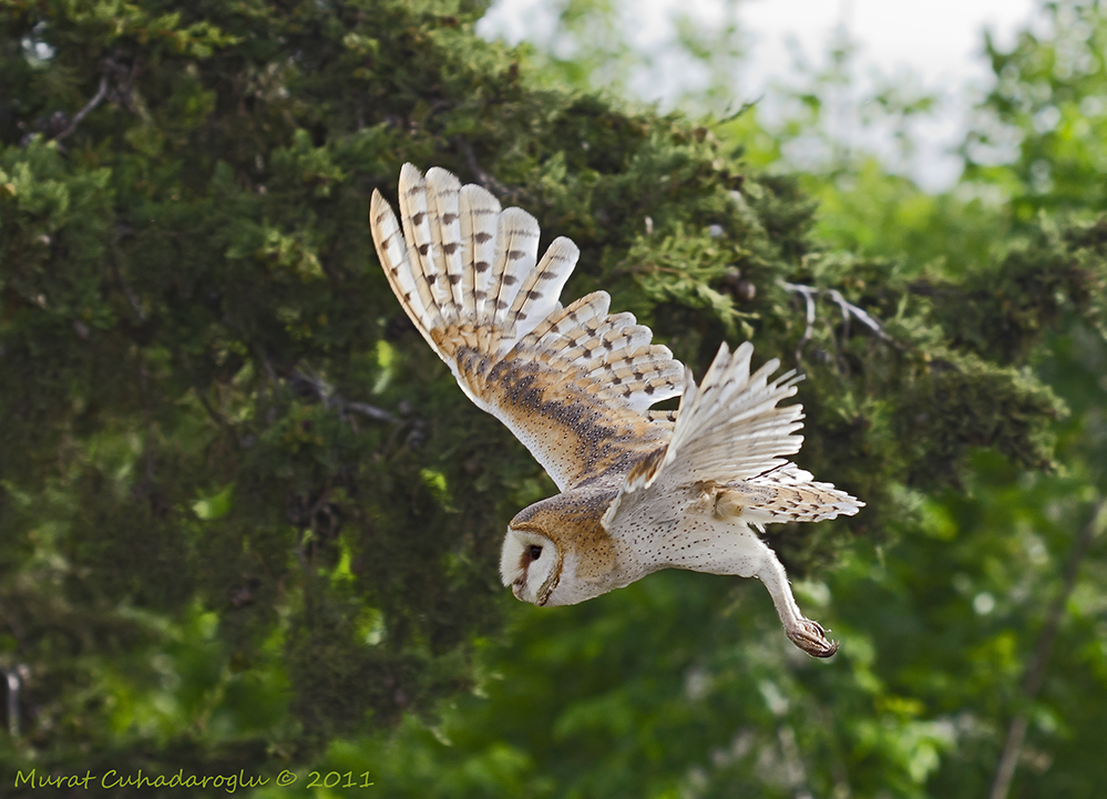 Western Barn Owl