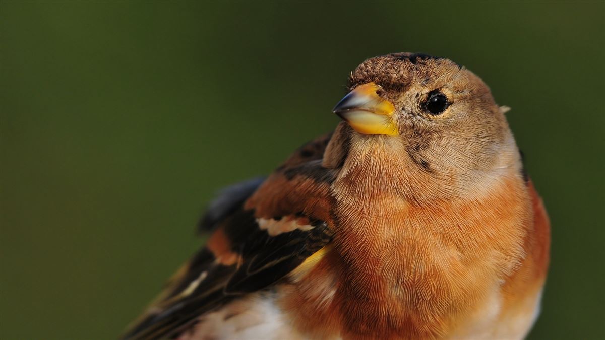 Brambling