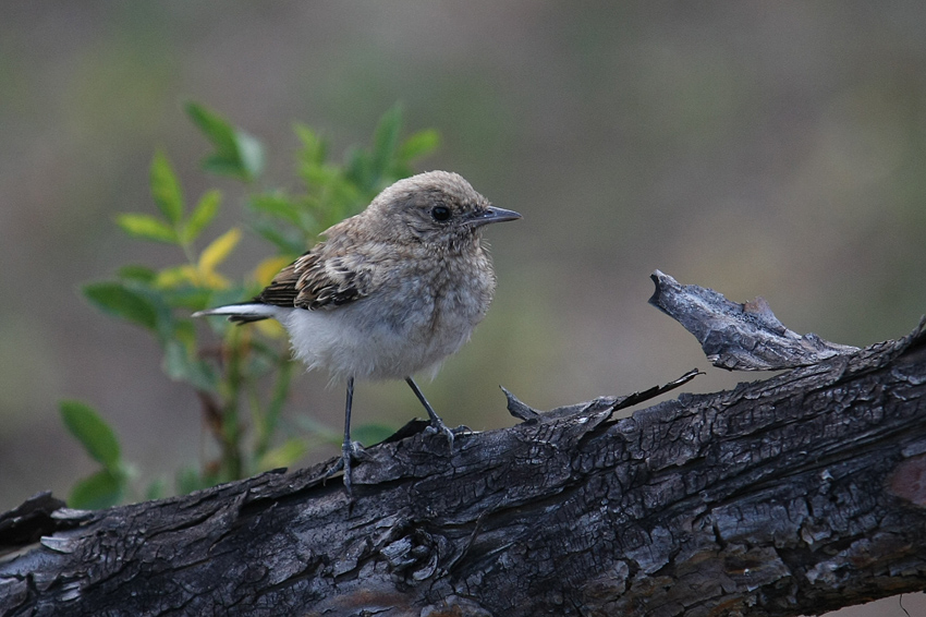 Northern Wheatear