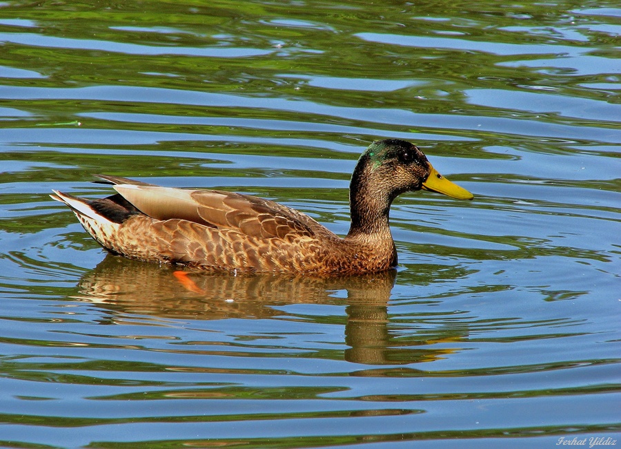 Mallard