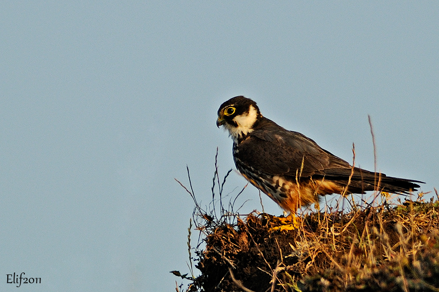 Eurasian Hobby