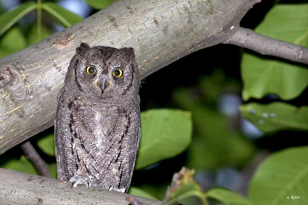 Eurasian Scops Owl