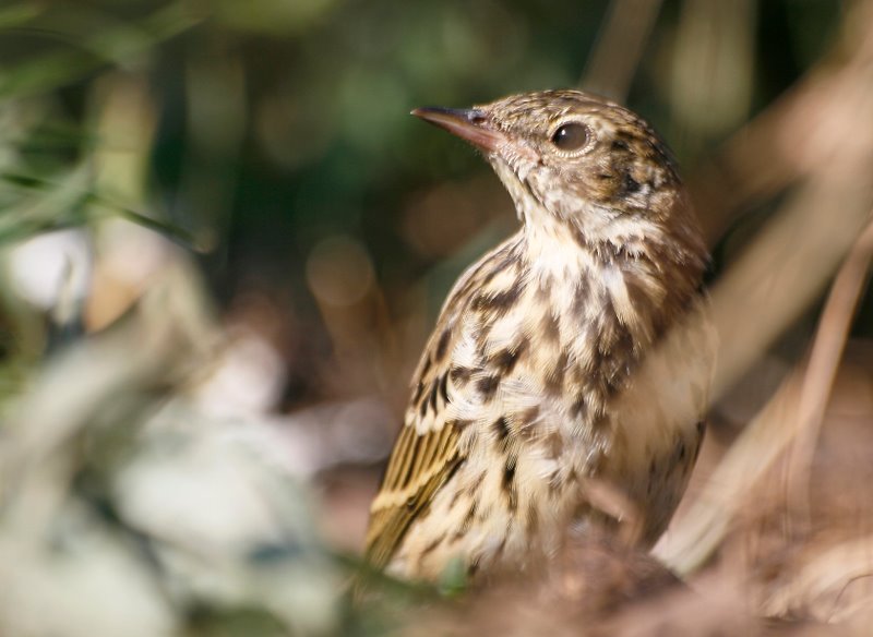 Tree Pipit