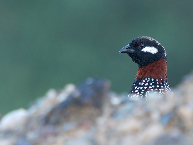 Black Francolin
