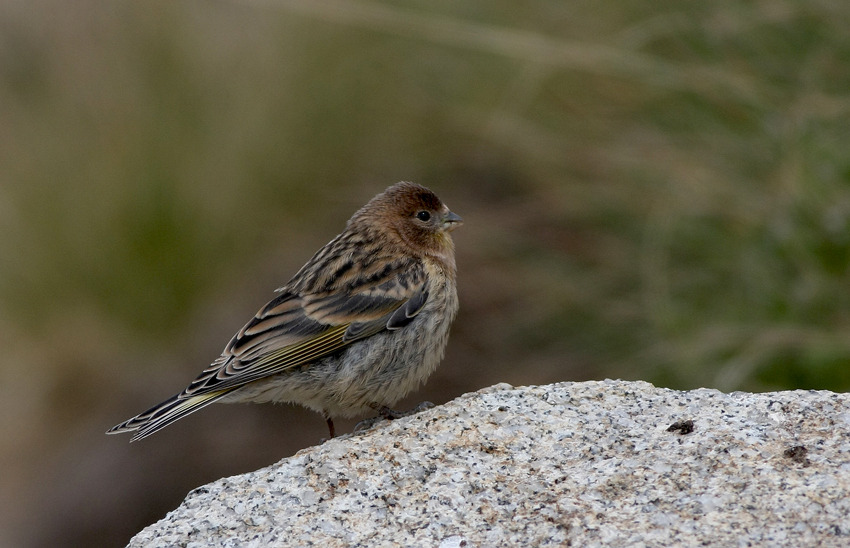 Red-fronted Serin