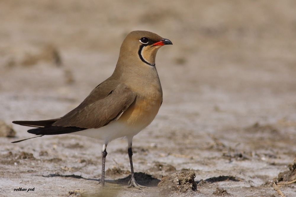 Collared Pratincole