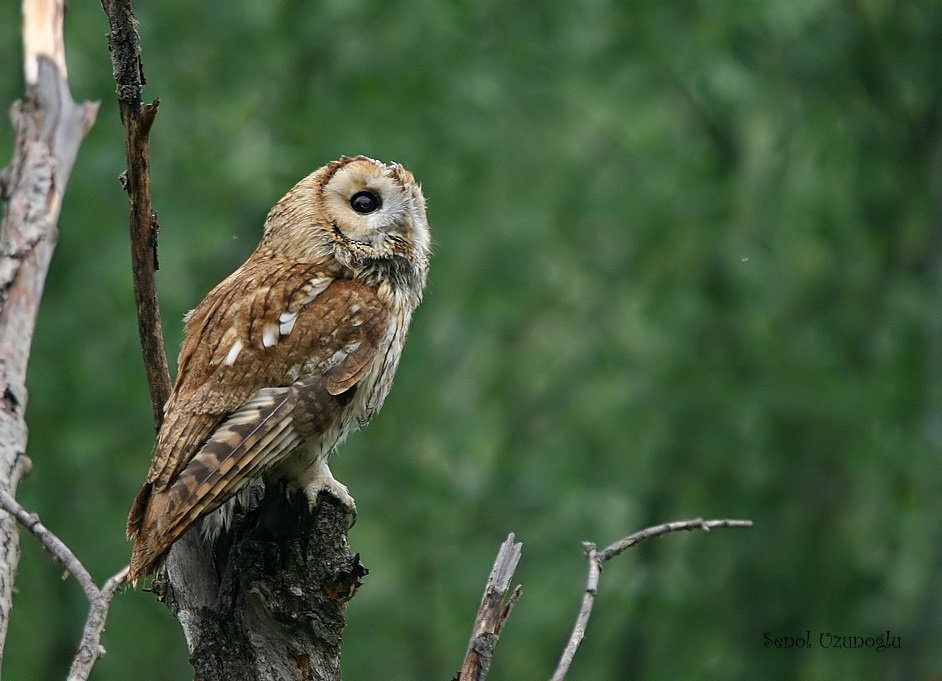 Tawny Owl