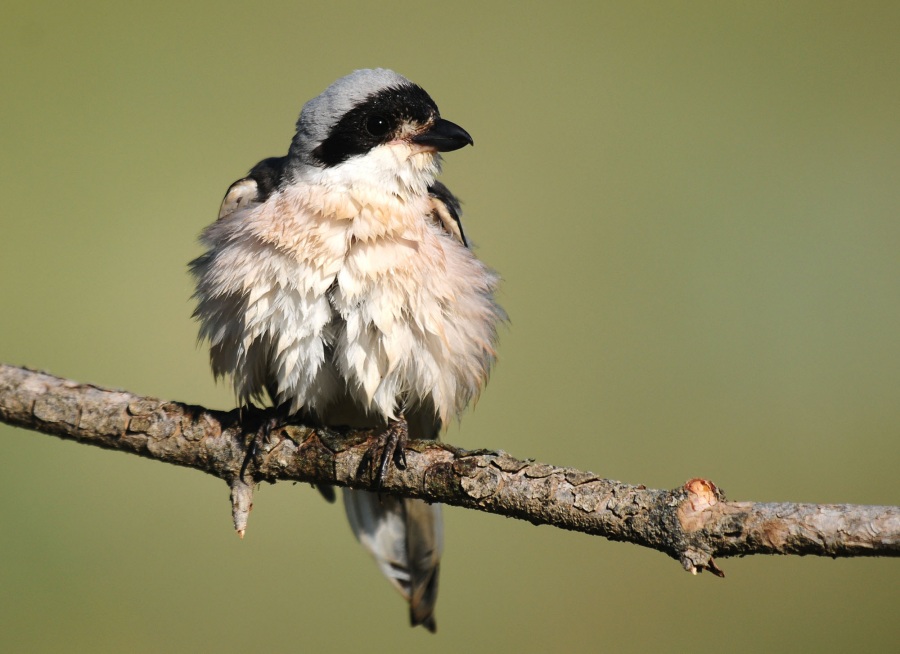 Lesser Grey Shrike