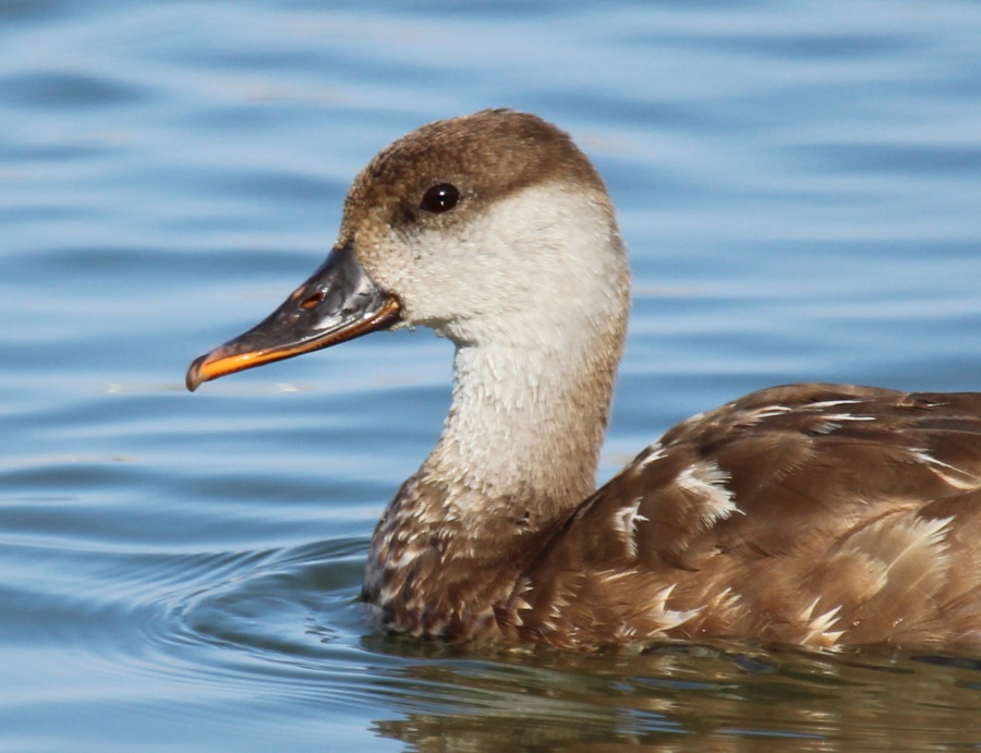 Red-crested Pochard