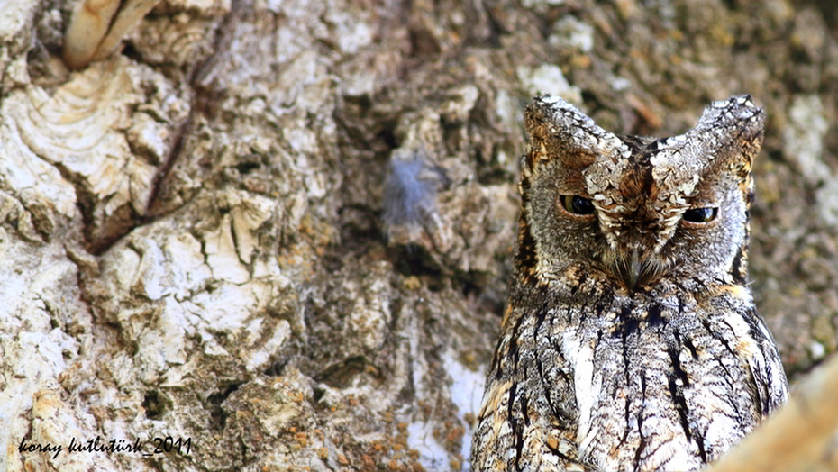 Eurasian Scops Owl