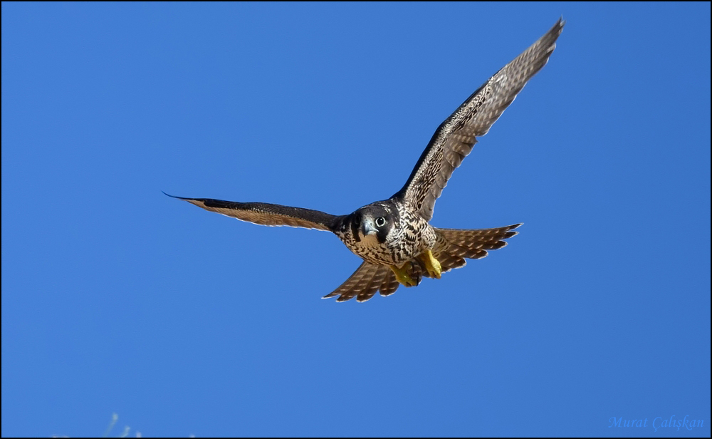 Peregrine Falcon
