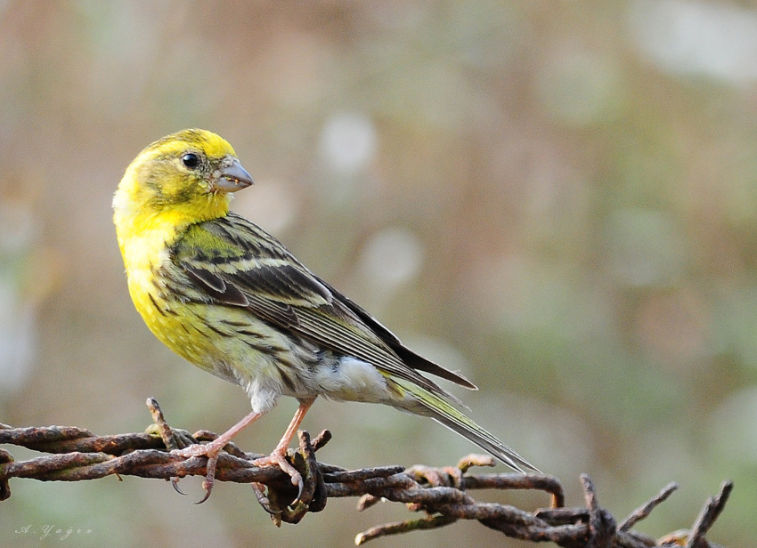 European Serin