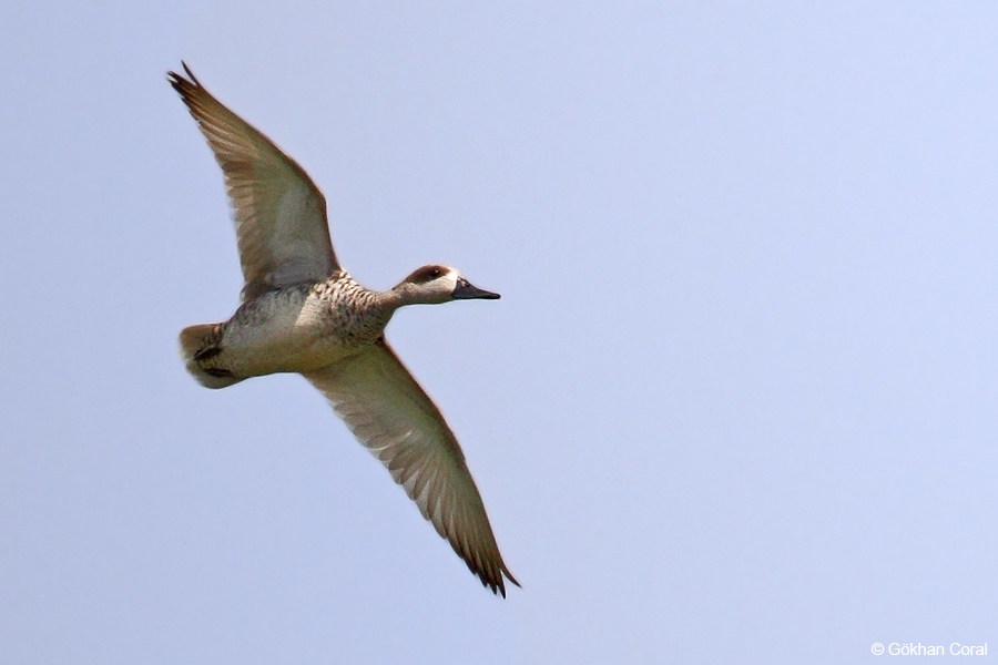 Marbled Duck