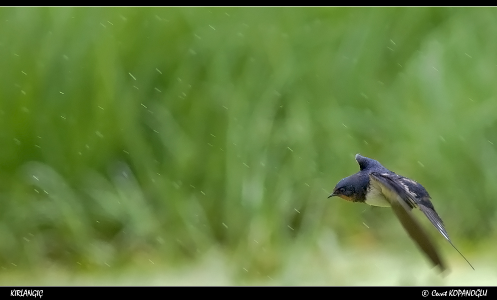 Barn Swallow
