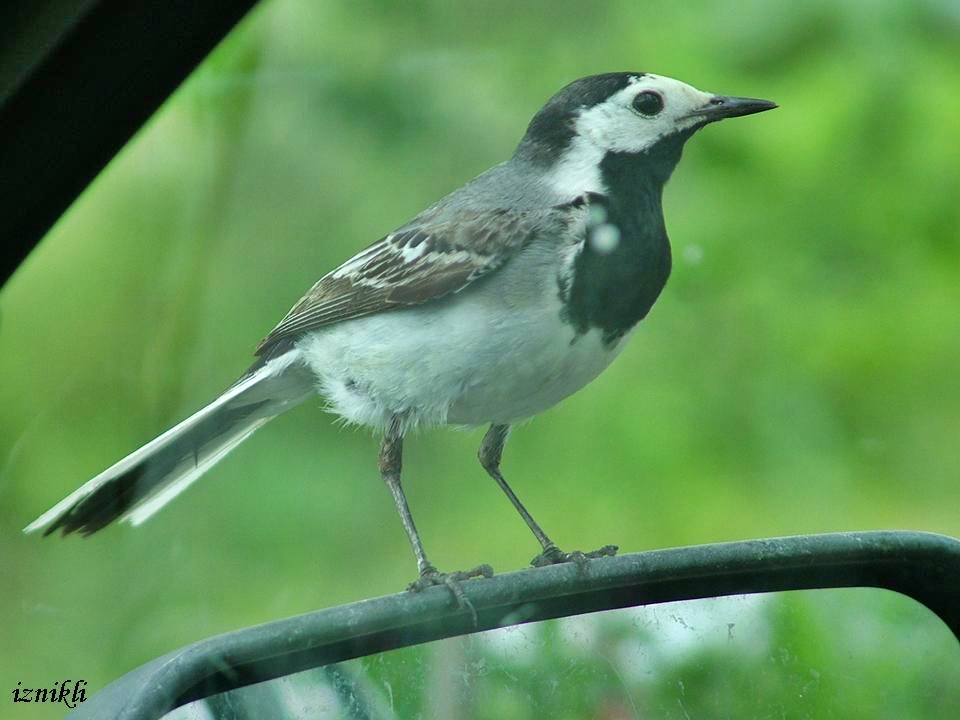 White Wagtail