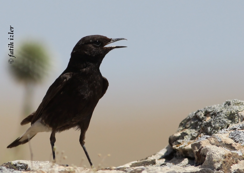 Mourning Wheatear