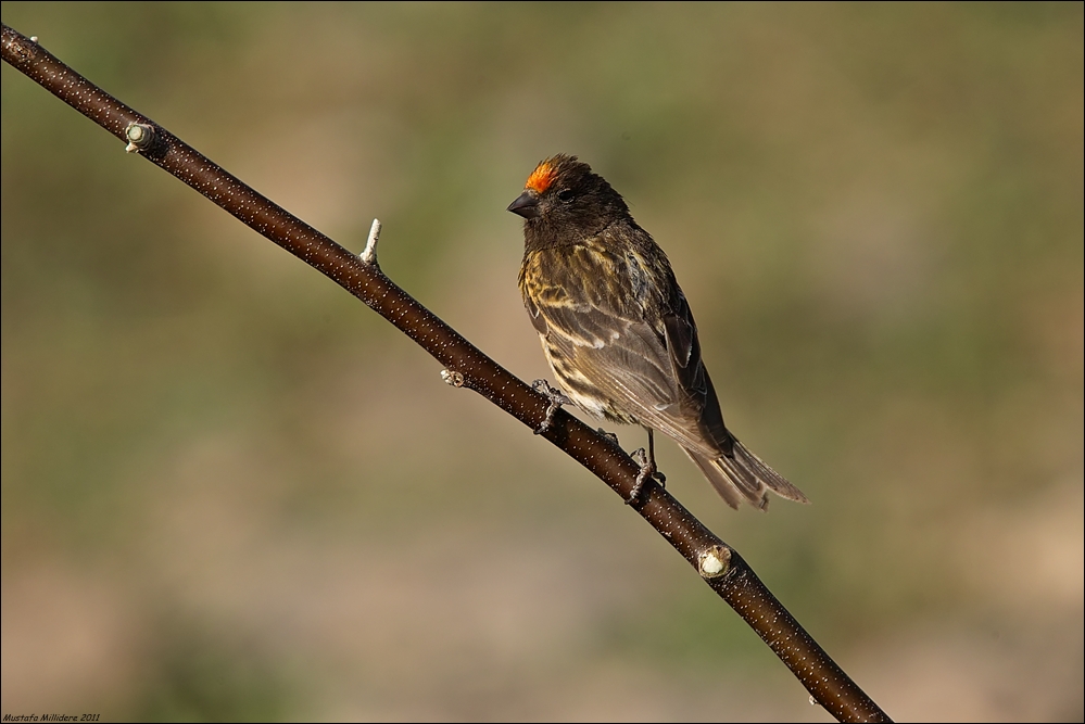 Red-fronted Serin