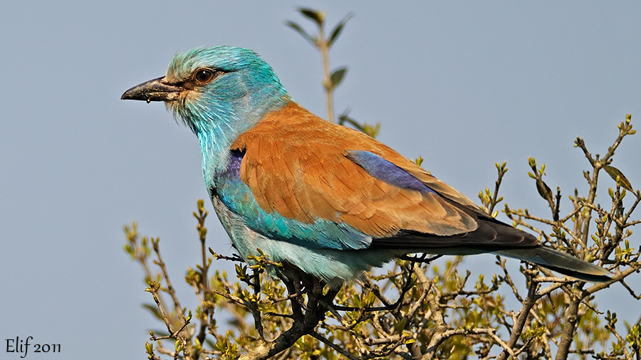 European Roller