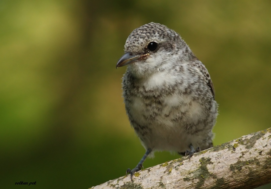 Masked Shrike