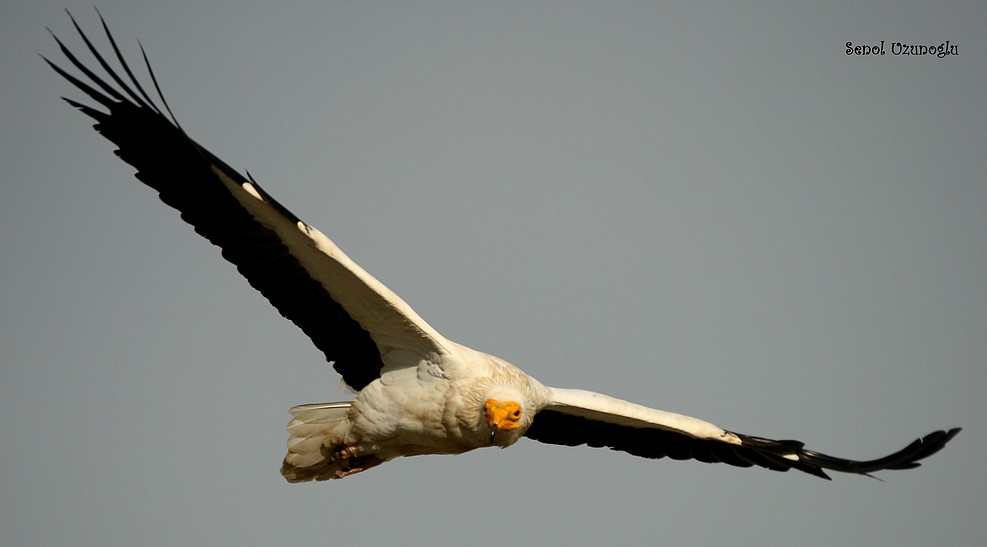 Egyptian Vulture