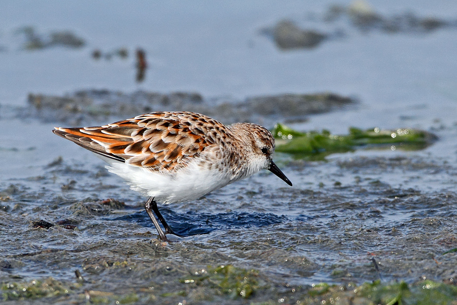 Little Stint