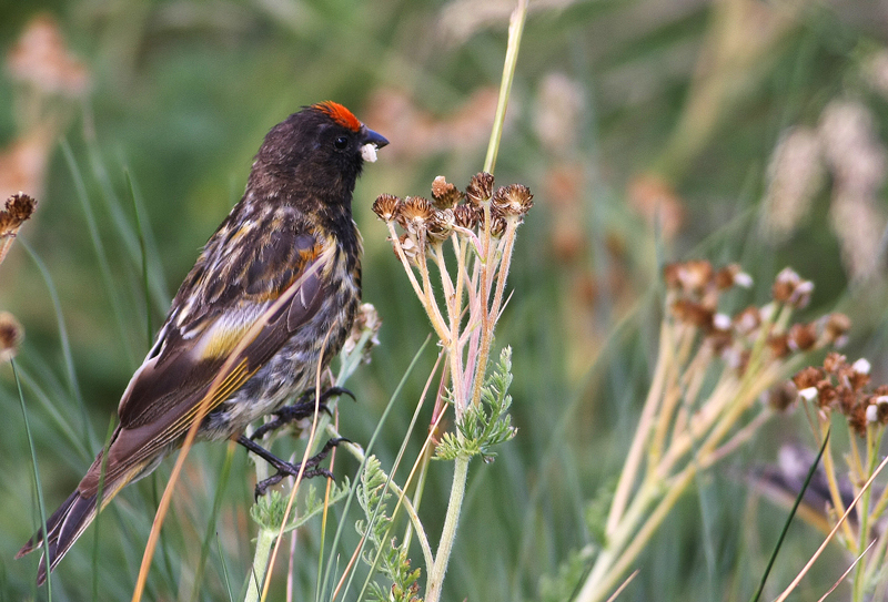 Red-fronted Serin
