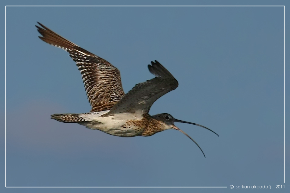 Eurasian Curlew
