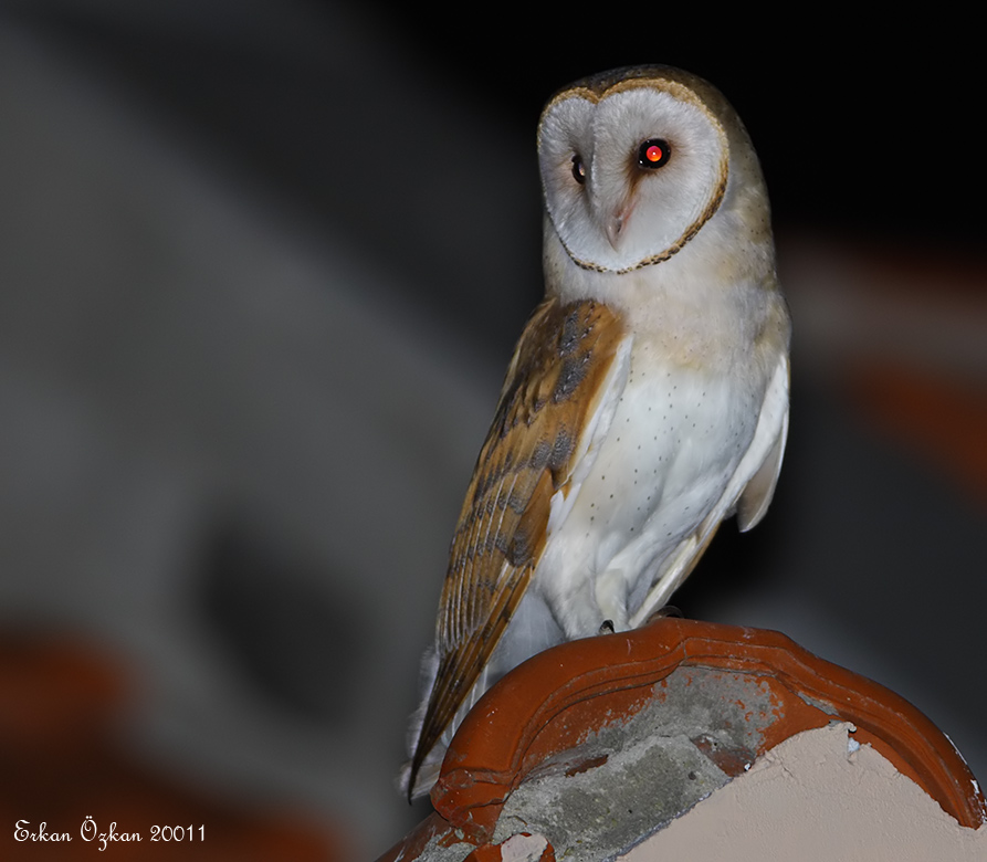 Western Barn Owl