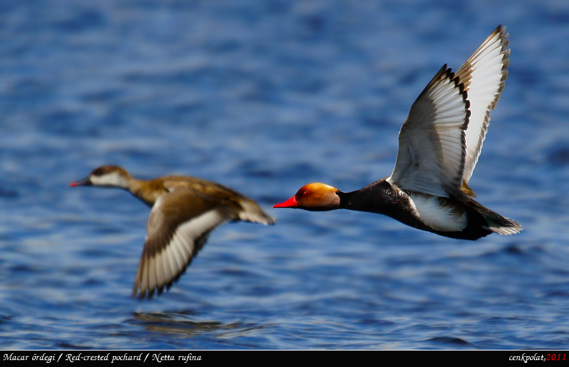 Red-crested Pochard